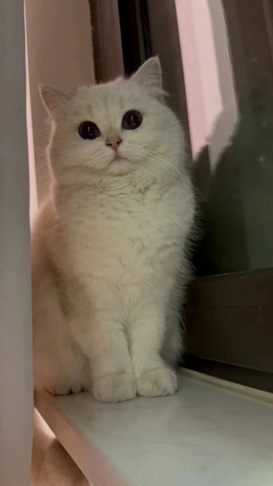 前天下午 ，有谁见到或者捡到一只白色的小猫，蓝色的眼睛。